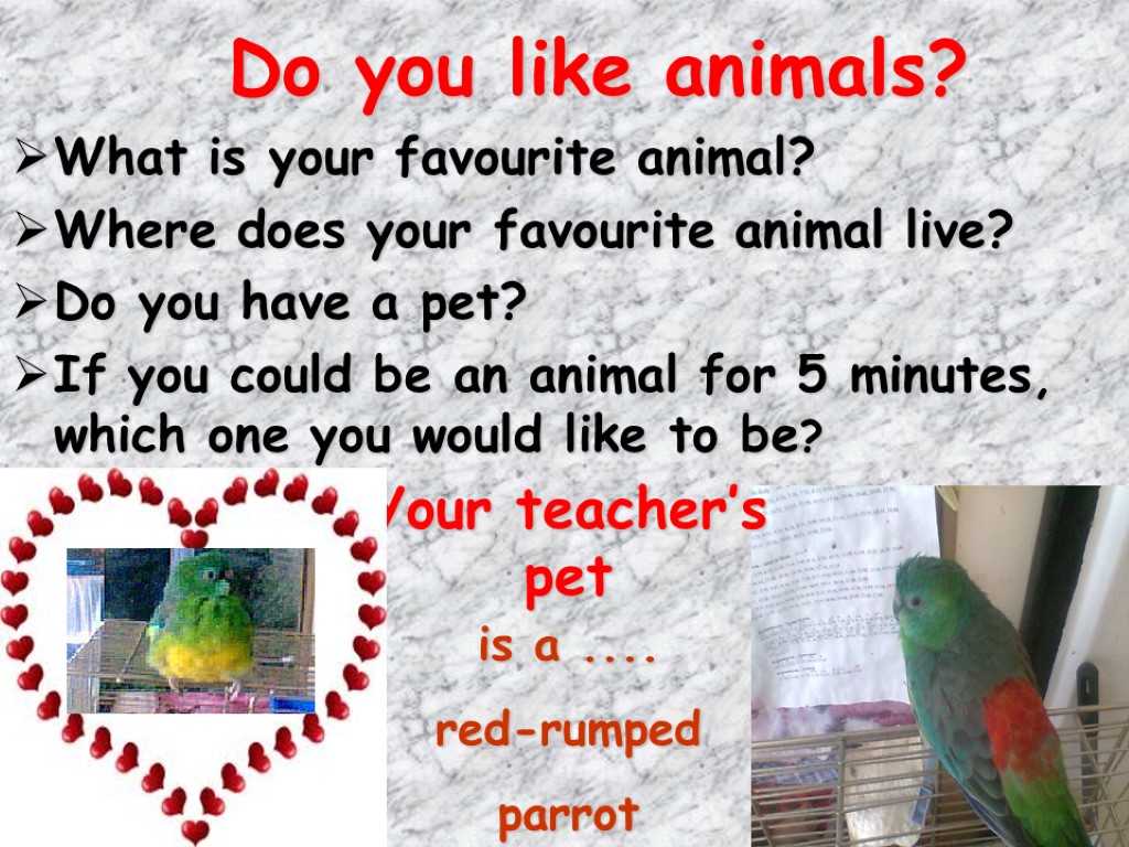 Do you like animals? What is your favourite animal? Where does your favourite animal